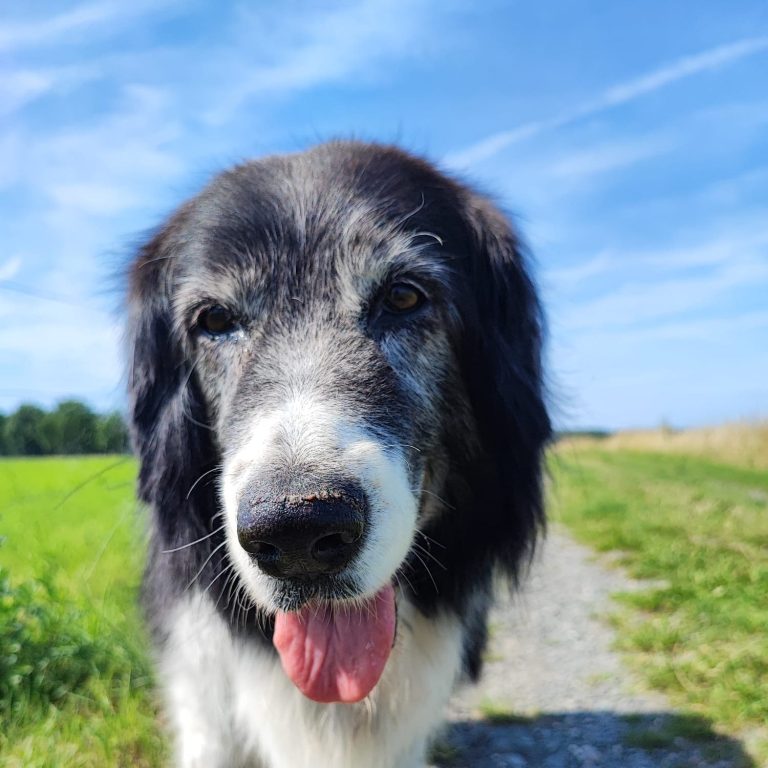 Hündin Florie in der Natur